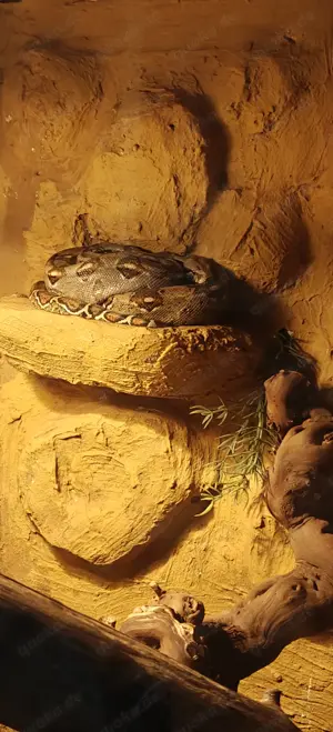 Mix Boa Ecuador poss T+ mit oder ohne Terrarium (Beschreibung lesen)