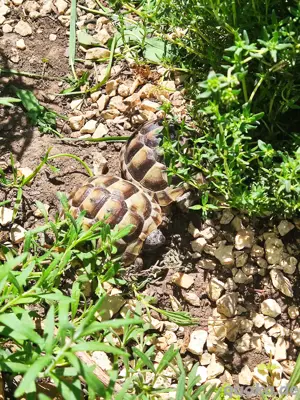 Testudo Graeca 2025 Bild 6