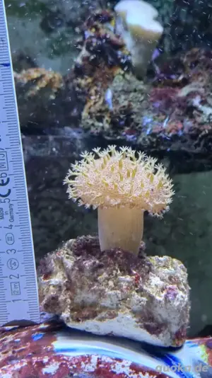 Lederkoralle Kupferanemonen