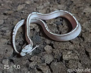 Granite Tessera Motley Pied 