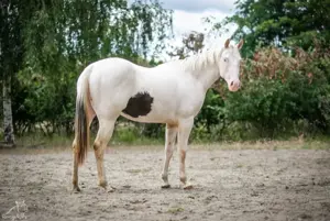 Eycatcher: Paint Horse Stute APHA 2023 zweij. Bild 7