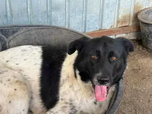 Dean ca. 52 cm   hat ein großes Herz