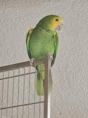 Gelbschulteramazone (Amazona barbadensis) weiblich