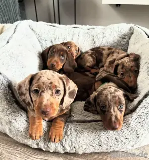 Dackel welpen