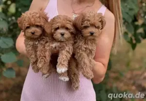 Maltipoo mini welpen