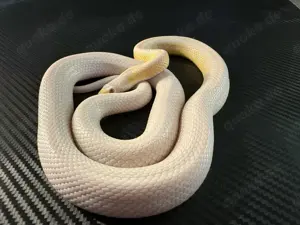 Kornnatter 0.1 Dilute Snow Striped poss.het. Lavender