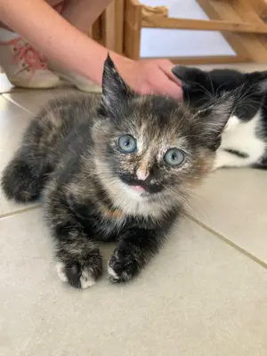 Katzenbaby abzugeben 