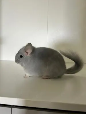 Chinchilla Angora RPA Männchen Blue Diamond AVT   ST 