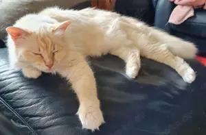 Katze Birma Wohnungskatze red tabby