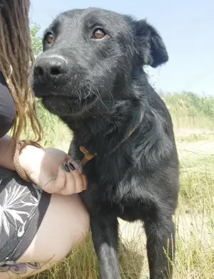 Misko, lieber und schöner Mischlingsrüde sucht ein Körbchen bei einer Familie mit Hundeerfahrung Bild 3