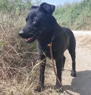 Misko, lieber und schöner Mischlingsrüde sucht ein Körbchen bei einer Familie mit Hundeerfahrung Bild 4