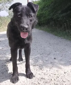 Misko, lieber und schöner Mischlingsrüde sucht ein Körbchen bei einer Familie mit Hundeerfahrung Bild 2