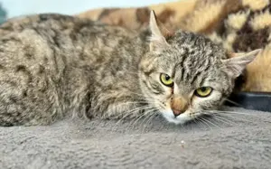 Fleur: Eine sanfte Seele sucht Vertrauen und Geborgenheit