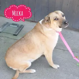 Micka, freundliche, sanfte und gehorsame Mischlingshündin