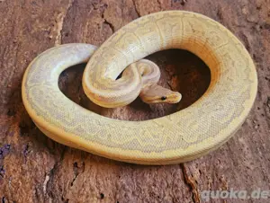 Banana Black Pastel Pinstripe het Pied 