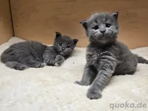 Maine Coon Kätzchen bereit für ihr neues Zuhause