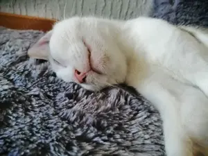 Tatjana - zarte Katzendame sucht ruhiges Zuhause # Tierschutz  Bild 2