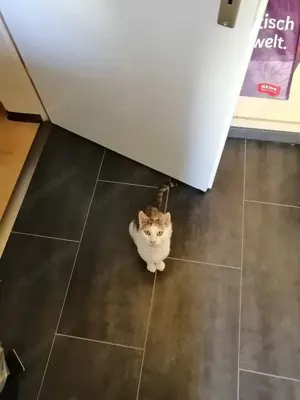 Tatjana - zarte Katzendame sucht ruhiges Zuhause # Tierschutz  Bild 3