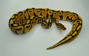 1.0 Special Spotnose 100% DH Genetic stripe Clown - Königspython 