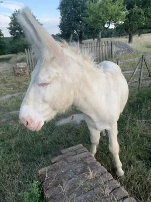 Wunderschöner Barockesel Bild 3