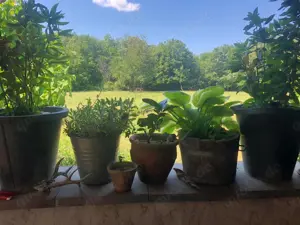 Landwirtschaft in West-Ungarn Bild 9