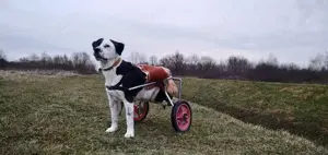 *FELIX* ist glücklich mit seinem Rolli unterwegs. Hier ist Lebensfreude unterwegs! Bild 8