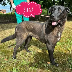 Sjena, stattliche, gehorsame, brave und liebe Mischlingshündin