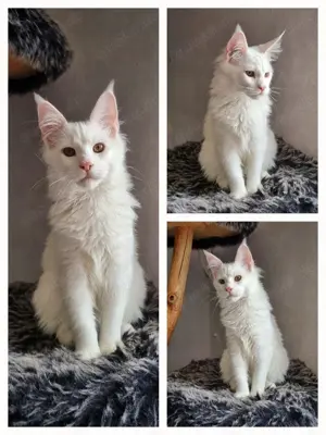 Maine Coon Rein Weiß mit Stammbaum 