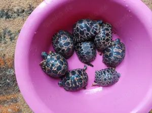 Astrochelys radiata Nachzuchten aus 24+2025  