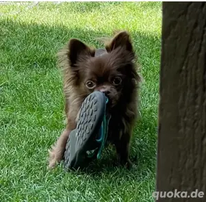 Chihuahua Deckrüde hat Termine frei Bild 3