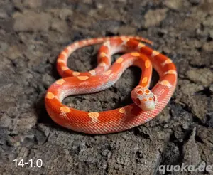 Hypo Blood Motley Pied, hypo Pied
