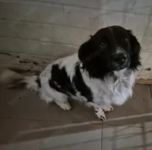 Rüde 117235 Wieso sieht mich niemand oder fragt nach mir