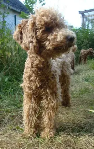 So eine Süße! Aussiedoodle-Junghündin sucht liebevolles Zuhause Bild 2