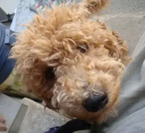 Aussiedoodle: süß, clever und einfach liebenswert!