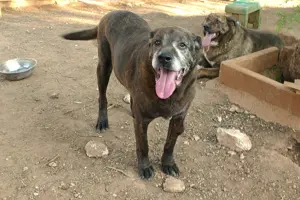 Mischlingsrüde Papy sucht Zuhause