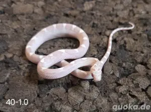 Ghost Blood Motley Pied, Anery Motley, Ghost Motley 