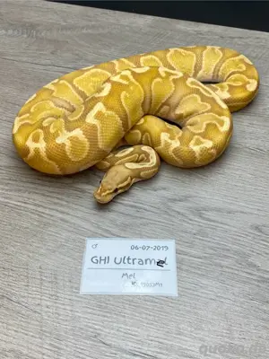 Königspython, Python regius