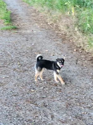 Zwergspitz Pomeranian Mix