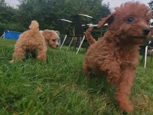 Die coolsten Zwergpudel Babys suchen ihren perfekten Partner  Bild 4