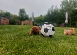 Die coolsten Zwergpudel Babys suchen ihren perfekten Partner 