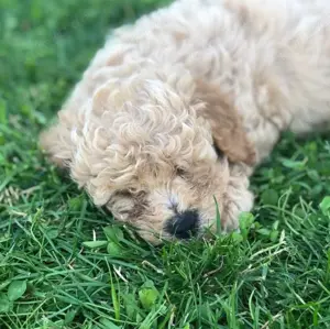 Die coolsten Zwergpudel Babys suchen ihren perfekten Partner  Bild 5