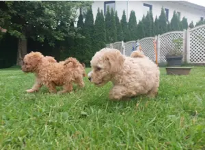 Die coolsten Zwergpudel Babys suchen ihren perfekten Partner  Bild 6