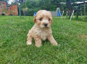 Die coolsten Zwergpudel Babys suchen ihren perfekten Partner  Bild 8