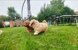 Die coolsten Zwergpudel Babys suchen ihren perfekten Partner  Bild 7