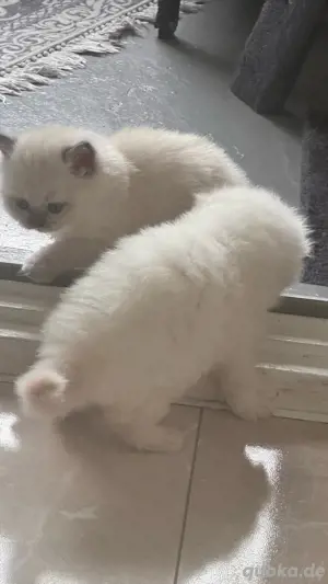 heilige Birma Katzen Kitten Reinrassige 2 weibchen 1 Rüde