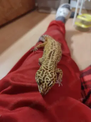 Leopardgeckos (3) mit allen Zubehör 