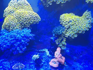 Zoanthus Blueberry Pie Korallen Meerwasser