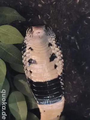 1.1 Naja melanoleuca 