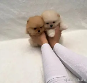 Pomeranian mini Zwergspitz welpen