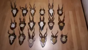 Hirsch- Rehgeweihe, Abwurfstangen, ua.